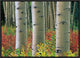 "Aspen trunks, Colorado" Framed Canvas Giclee by Tim Fitzharris, 23x16"