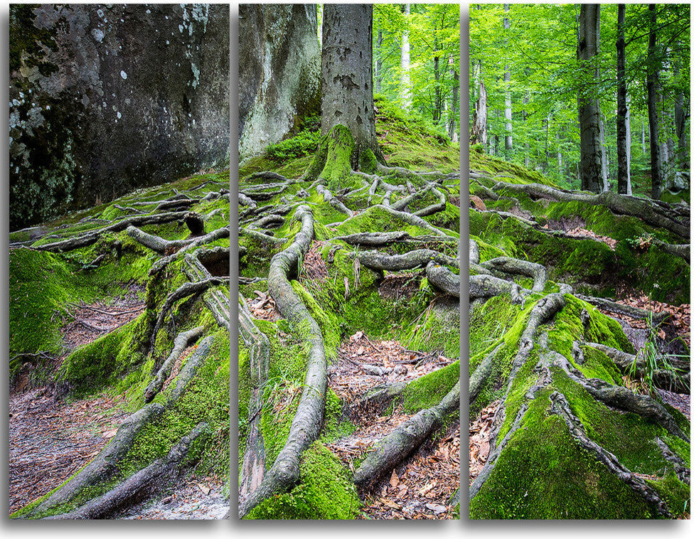 "Deep Moss Forest in Ukraine" Metal Wall Art, 3 Panels, 36"x28"