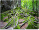 "Deep Moss Forest in Ukraine" Metal Wall Art, 3 Panels, 36"x28"