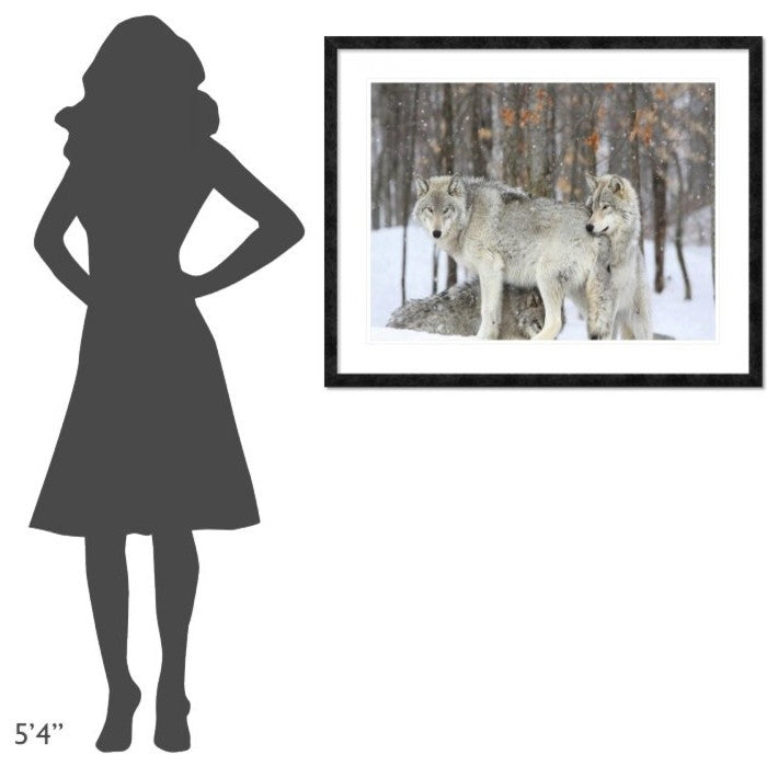 "Grey wolves huddle together during a snowstorm, Quebec"  by Anonymous, 40x32"