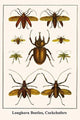 Longhorn Beetles, Cockchafers - Fine Art Giclee Print 24" x 36"