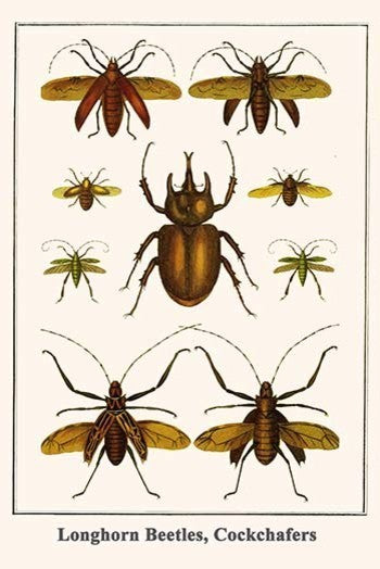 Longhorn Beetles, Cockchafers - Fine Art Giclee Print 24" x 36"