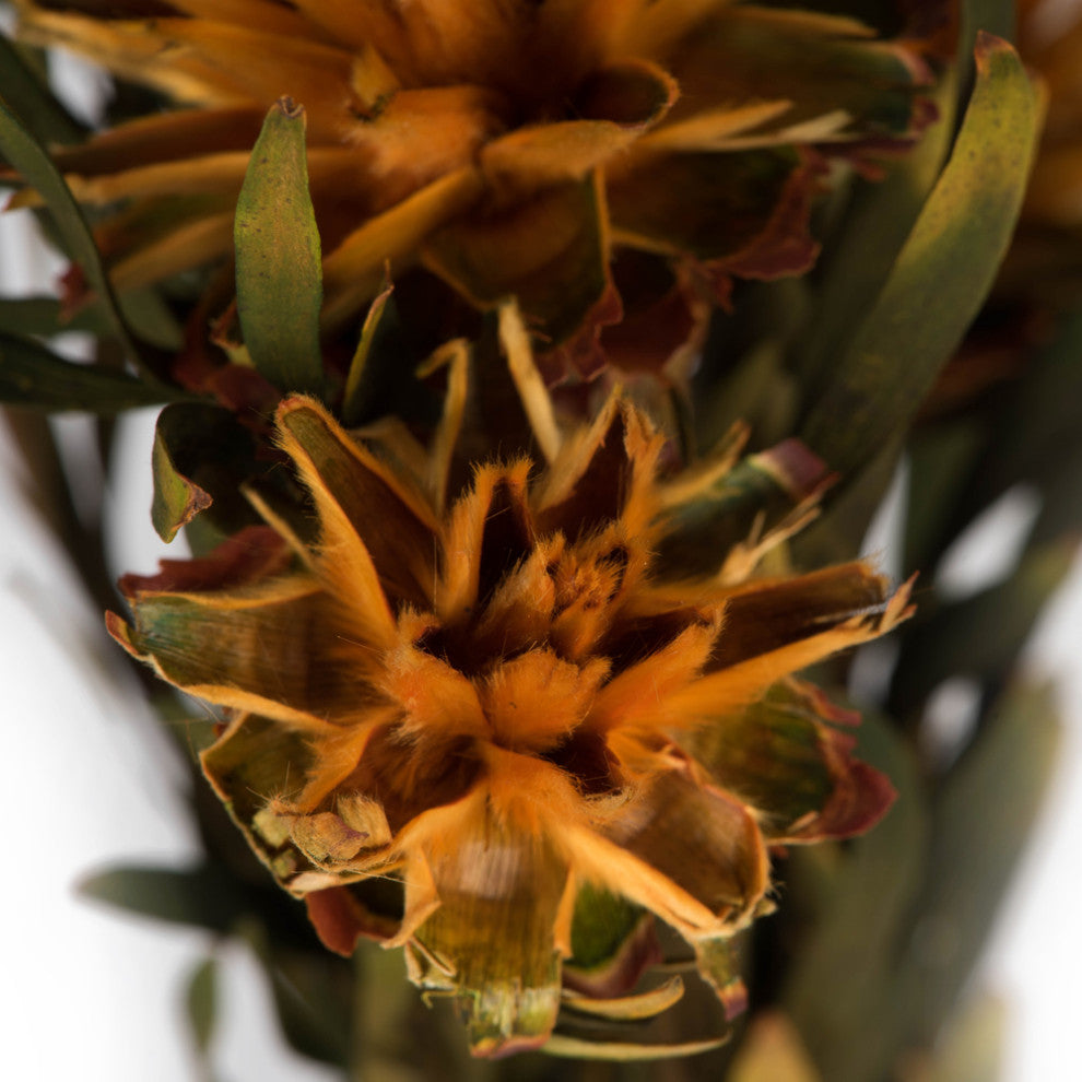 Vickerman 8-20" Plumosum Bundle, Preserved, Autumn