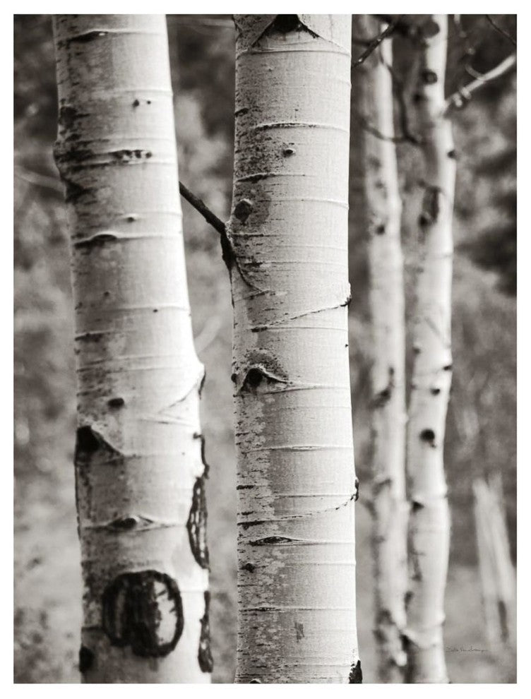 "Aspens I" Digital Paper Print by Debra Van Swearingen, 26"x34"