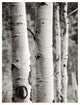 "Aspens I" Digital Paper Print by Debra Van Swearingen, 26"x34"