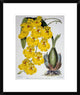 "Oncidium Varicosum Var. Rogers II" Framed Print by Samuel Jennings, 20"x24"