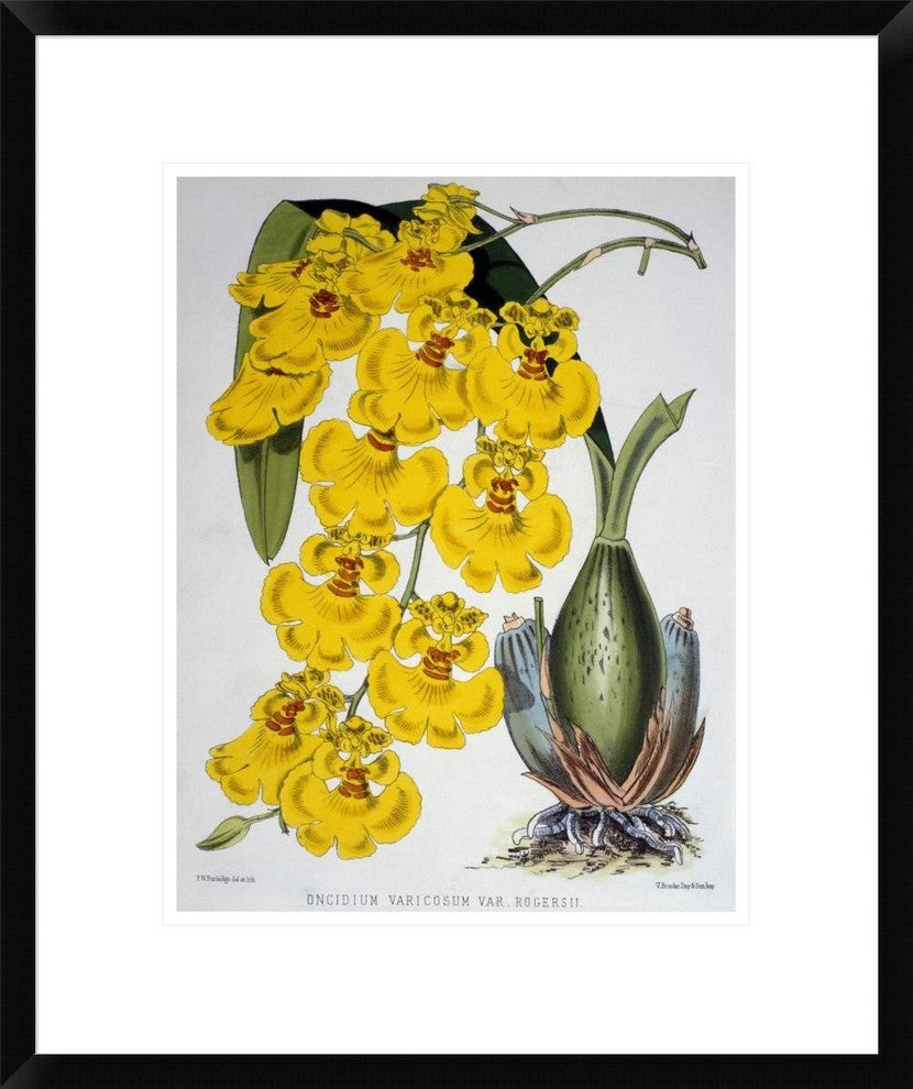 "Oncidium Varicosum Var. Rogers II" Framed Print by Samuel Jennings, 20"x24"