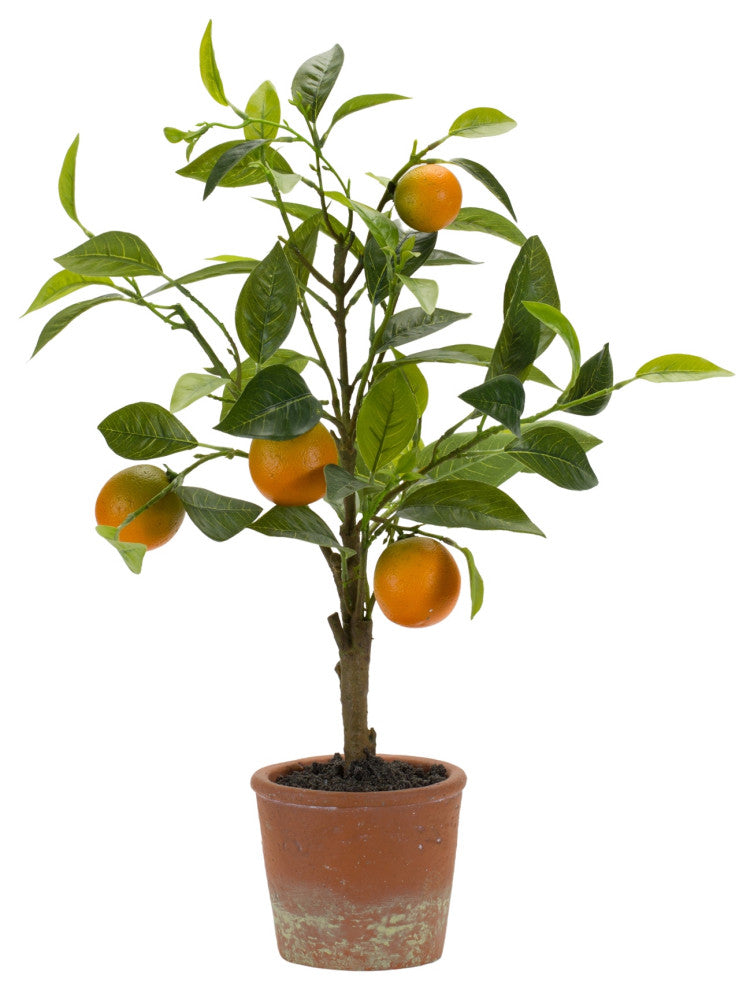 Potted Orange Tree