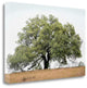 "Oak Tree - 72" By Alan Blaustein, Giclee Print on Gallery Wrap Canvas