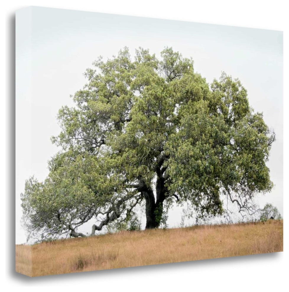 "Oak Tree - 72" By Alan Blaustein, Giclee Print on Gallery Wrap Canvas