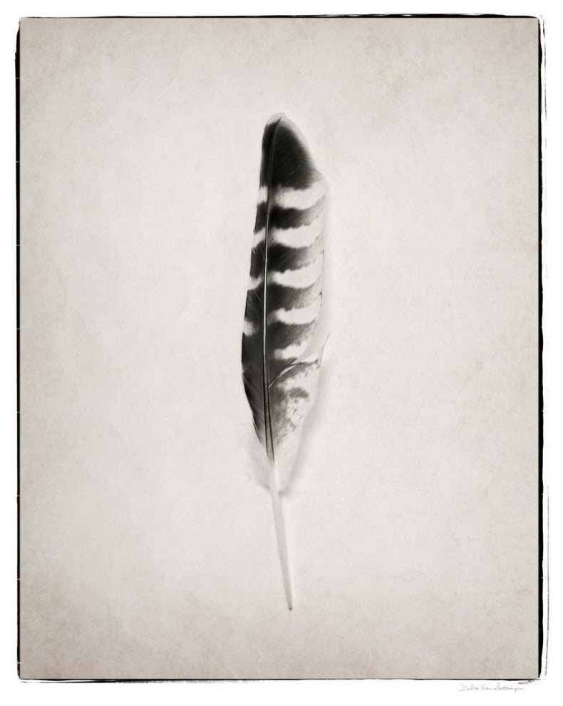 "Feather IV - BW" Digital Paper Print by Debra Van Swearingen, 24"x30"