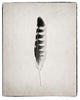"Feather IV - BW" Digital Paper Print by Debra Van Swearingen, 24"x30"