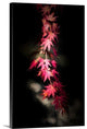 "Red Paint Stroke" Wrapped Canvas Art Print, 32"x48"x1.5"