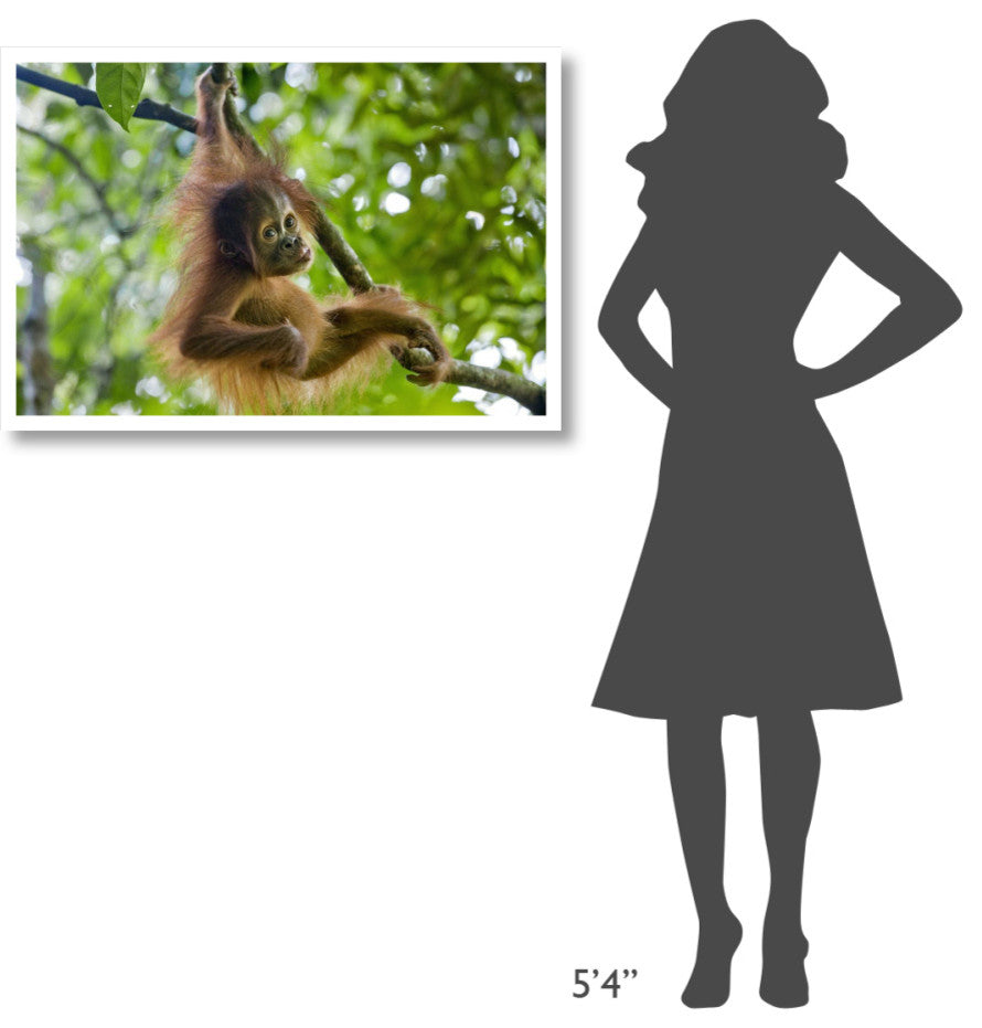 "Sumatran Orangutan baby playing in tree, north Sumatra" Paper Art, 38"x26"