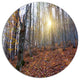 Setting Sun In Dense Fall Forest, Forest Disc Metal Wall Art, 36"