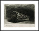 "The Shell (Conus Marmoreus)" Framed Print by Rembrandt Van Rijn, 38"x29"