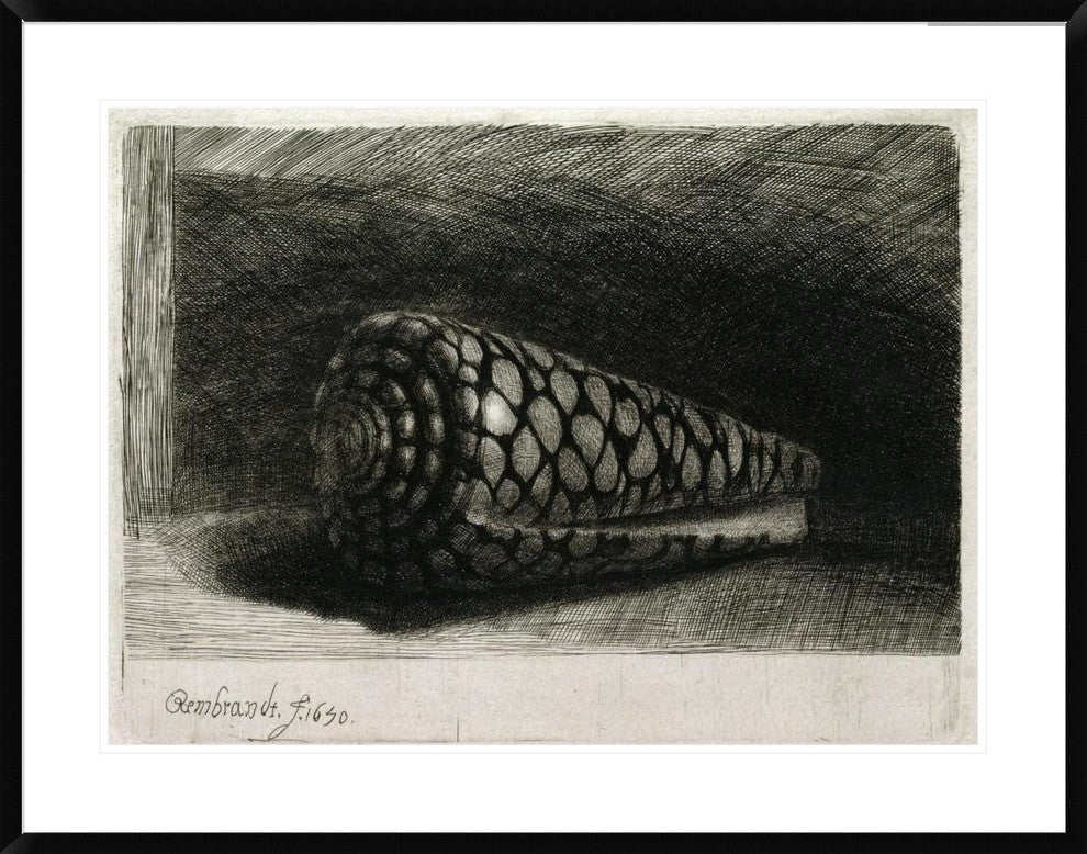 "The Shell (Conus Marmoreus)" Framed Print by Rembrandt Van Rijn, 38"x29"