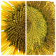 Tuscan ND Dolfi 26"� Sunflower Wall Art
