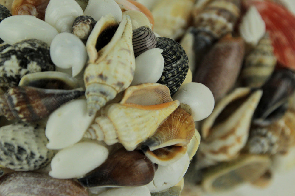 Assorted Seashell Decor Ball Figurine Set of 3