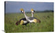 "Grey Crowned Crane Couple Courting, Masai Mara National Reserve, Kenya" Artwork