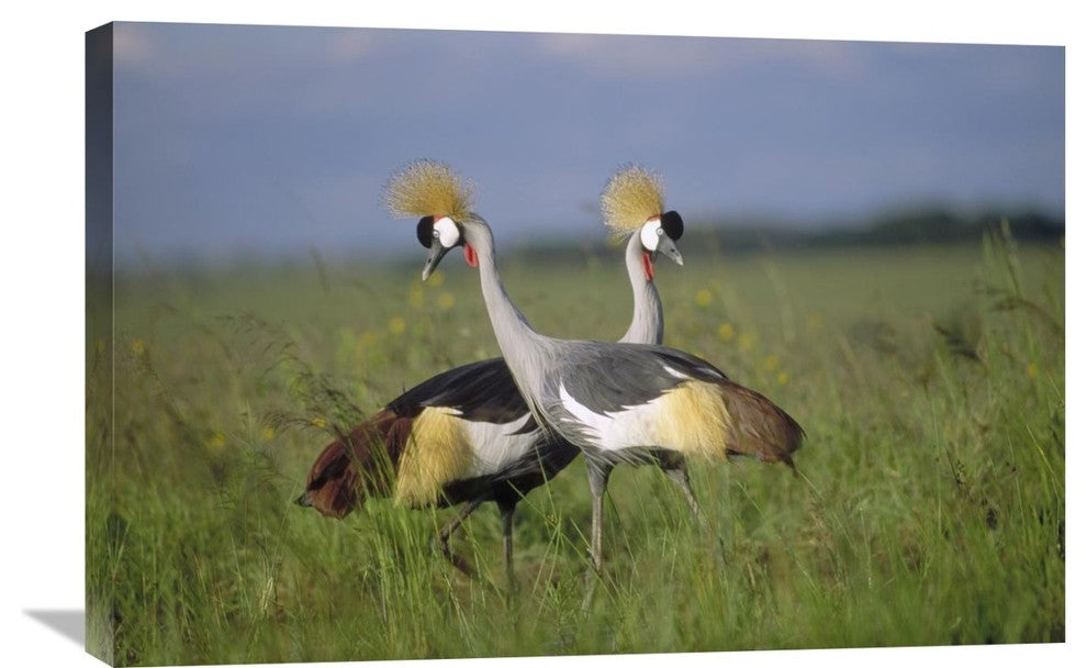"Grey Crowned Crane Couple Courting, Masai Mara National Reserve, Kenya" Artwork