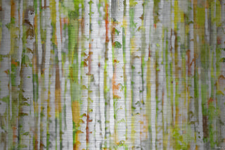 "Into the Trees" UV Ink Print on Brushed  Aluminum, 45"x30"