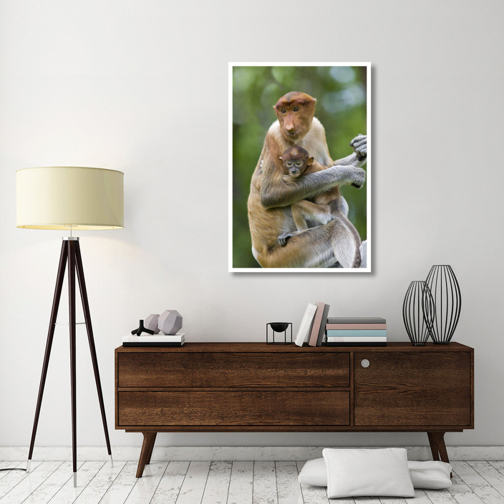 "Proboscis Monkey female holding two month old baby, Sabah" Paper Art, 34"x50"