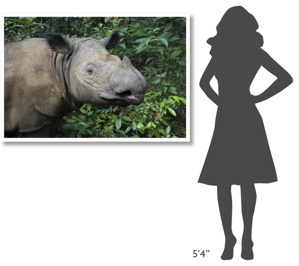 "Sumatran Rhinoceros, Sumatran Rhino Sanctuary, Way Kambas" Paper Art, 50"x34"