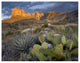 "Opuntia cactus and Agave, Guadalupe Mountains National Park" Paper Art, 34"x26"