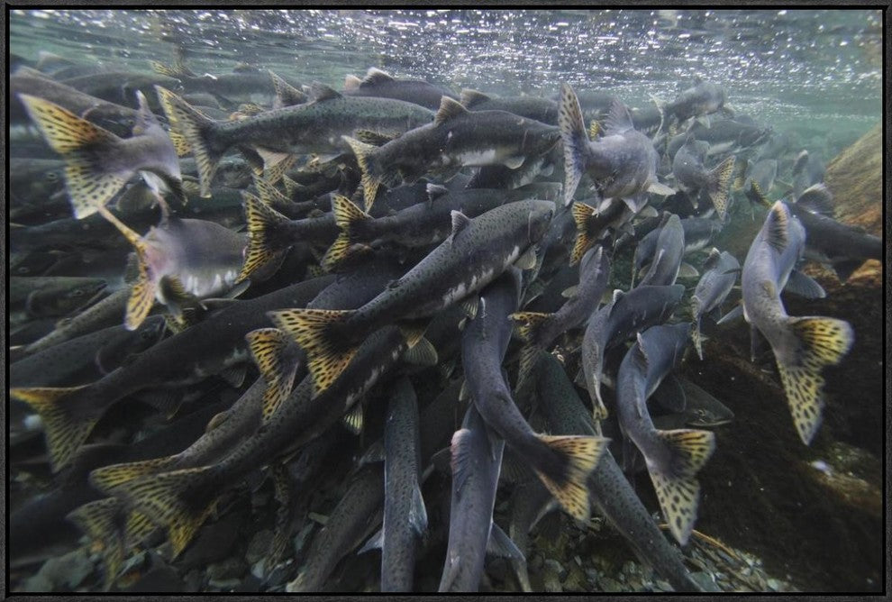Pink Salmon Spawning Mass, Prince William Sound, Alaska, 36"x24"