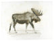 "Dark Moose" Digital Paper Print by James Wiens, 42"x32"