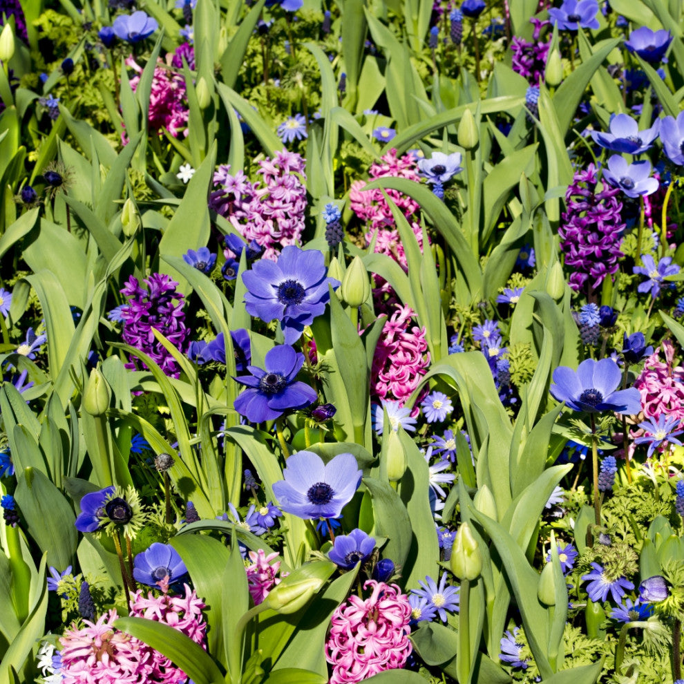 Baby Blue Flower Bulb Spring Collection, 40 Bulbs