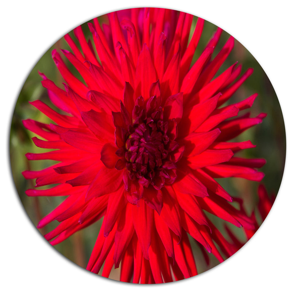 Beautiful Dahlia Flower On Green, Flowers Round Metal Wall Art, 38"
