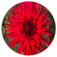 Beautiful Dahlia Flower On Green, Flowers Round Metal Wall Art, 38"