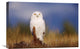 "Snowy Owl Adult In A Field Of Green Grass, British Columbia, Canada" Artwork