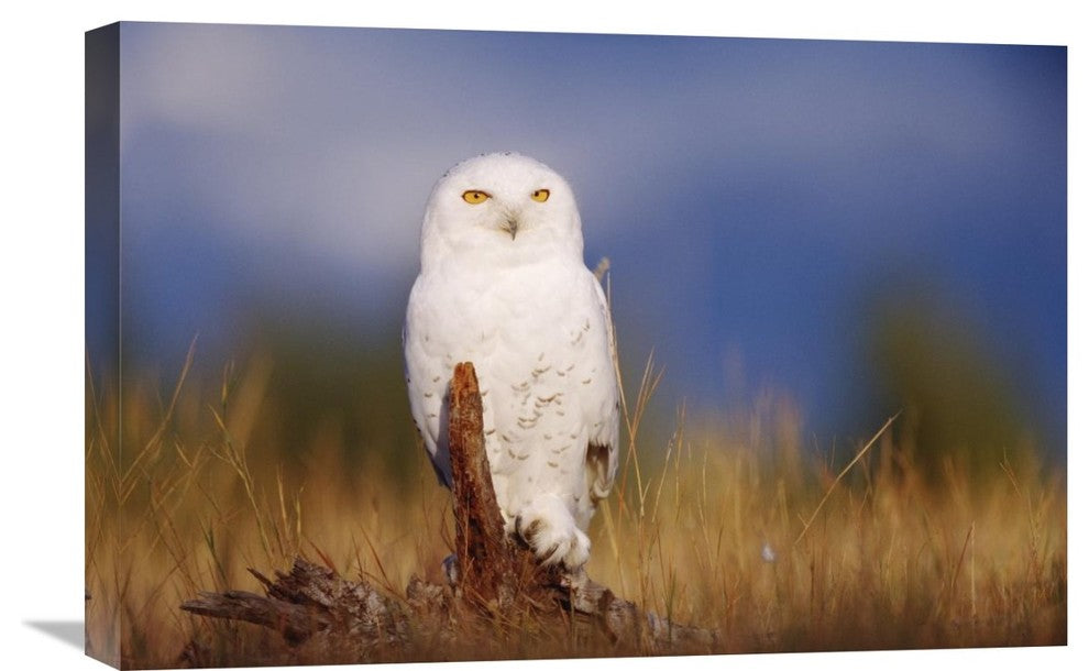 "Snowy Owl Adult In A Field Of Green Grass, British Columbia, Canada" Artwork