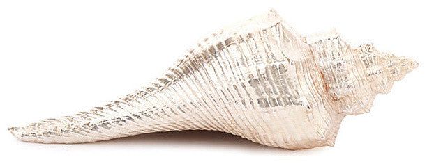 Silver Plated Carnifera Shell Place Card Holder