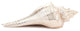Silver Plated Carnifera Shell Place Card Holder