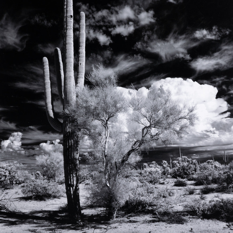 Sonoran Desert By Getty Images