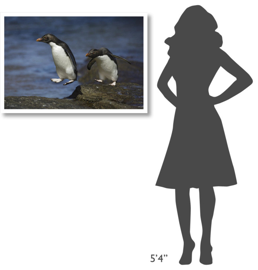"Rockhopper Penguin hopping, New Island, Falkland Islands" Paper Art, 38"x26"