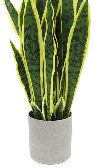 White background, cropped/zoomed view of the plant (alternate_white_close).