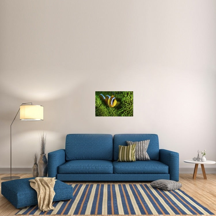 "Yellow Clownfish On Green Anemon" Canvas Giclee by Barathieu Gabriel, 30"x20"