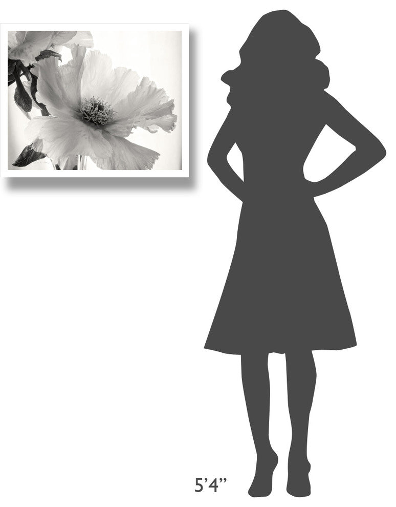 "Translucent Peony VI - BW" Digital Paper Print by Debra Van Swearingen, 26"x22"