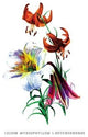 Lilium Myhiophyllum: L. Sutchuenense - Canvas Poster 20" x 30"