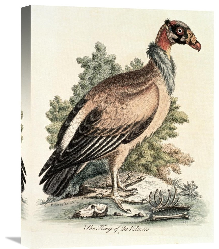 "King of The Vultures" Stretched Canvas Giclee by George Edwards, 17"x22"