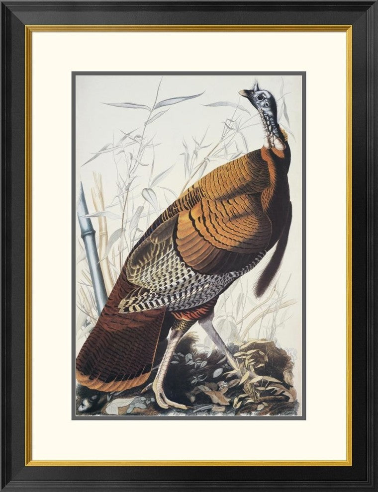 "Wild Turkey" Framed Digital Print by John James Audubon, 26"x34"