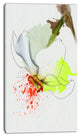 Narcissus Flower Sketch Watercolor, Floral Canvas Art Print, 16"x32"