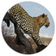 Leopard Walking On Tree, African Disc Metal Wall Art, 36"