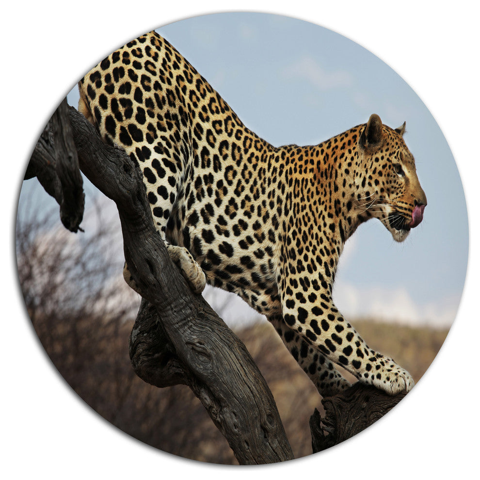 Leopard Walking On Tree, African Disc Metal Wall Art, 36"