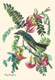Gray Kingbird - Canvas Poster 20" x 30"